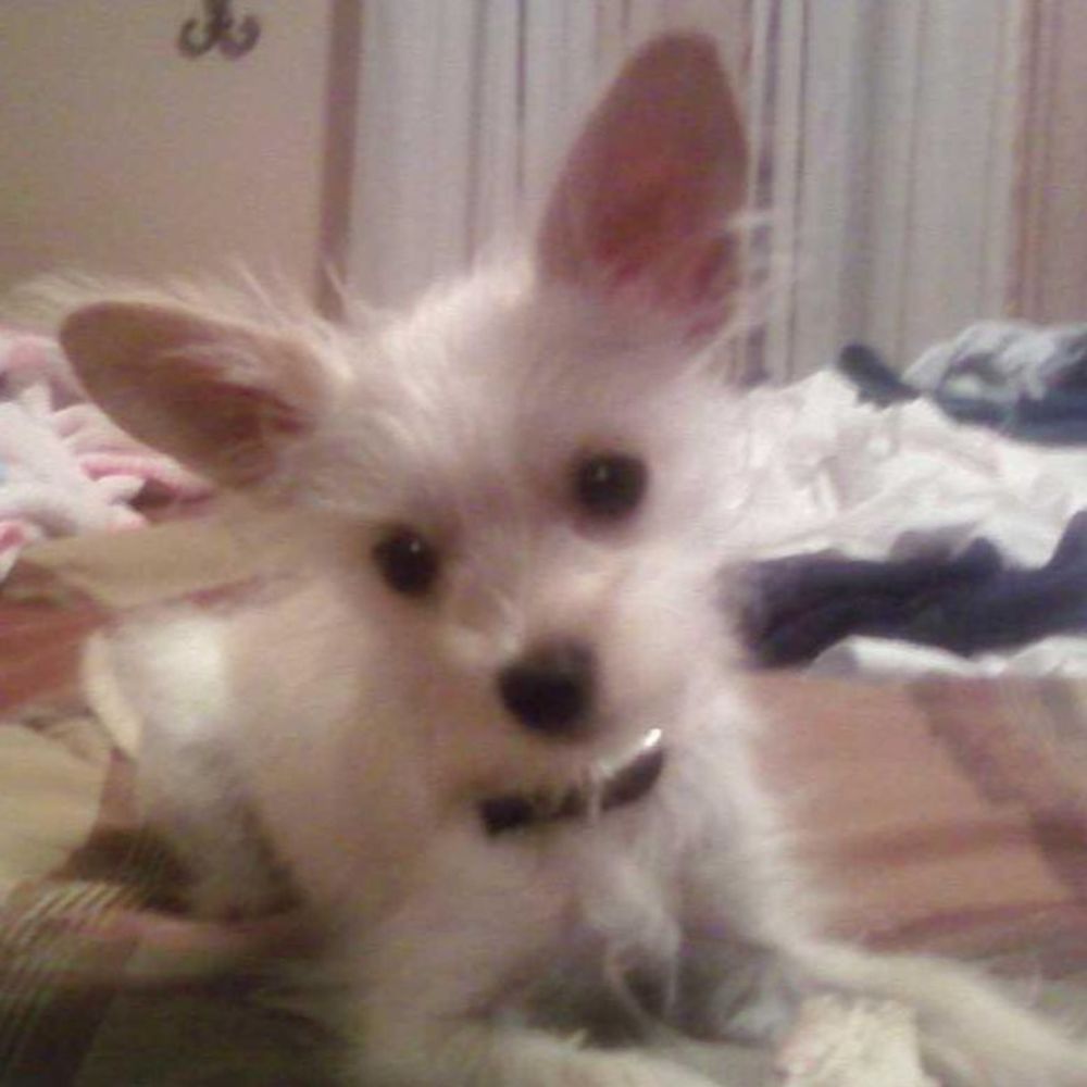 Meet your Posher, Daisy